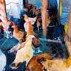 Farm-Raised Chickens for Fresh Eggs & Quality Meat thumb 2