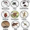 Bed Bug Pest Control Utawala thumb 3
