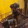 Rottweiler puppies for sale thumb 1