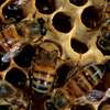 Bee Rescuers | Honey Bee Colony Removal Services thumb 10