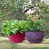 Self Watering Hanging Planters thumb 3