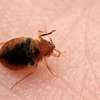Bed Bug Extermination  Kitisuru, Rosslyn,Thigiri, Lavington thumb 10