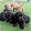 Irresistible Chocolate and Golden Cocker Spaniel Puppies thumb 4
