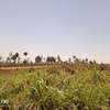 0.5 ac Residential Land at Off Panafric Insurance Avenue thumb 5