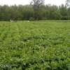 Spacious Rural Land Plot Flat Terrain Road Access thumb 1