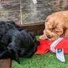 Irresistible Chocolate and Golden Cocker Spaniel Puppies thumb 6