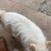 Japanese Spitz Purebred Male on quick sale thumb 2