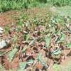 1 Acre Prime Land for Sale in Muhoho - Gatundu South thumb 4