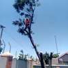 Tree Removal and Tree Trimming.100% Satisfaction Guaranteed ! thumb 11