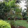 3 Bed House with En Suite in Muthaiga thumb 1