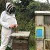 Beekeeping Services Meru | Make an impact. Bring bees to your backyard. thumb 2