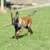 Bestcare Dog Training Academy | Nairobi - Best Dog Trainers thumb 4