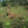 Lovely Quarter ( 1 / 4 ) Acre Land in Ngong thumb 5