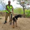 Security Guards for Hire Around Kiambu & Nairobi thumb 3