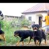 Best Dog Trainers in Kenya in 2022 thumb 8