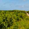 Land at Watamu thumb 2