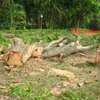 Quality Tree Removal Service | Tree Cutting Services| Tree Removal| Land Clearing| Stump Removal| Emergency work| Firewood Supplies | Tree Trimming and Pruning. Get A Free Quote Now. thumb 7