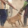 Best Dog Trainer In Nairobi-Professional Dog Training thumb 2