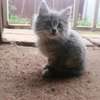 Persian Kittens, 2-3 months thumb 0