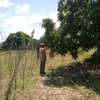 50X100ft PLOTS AT MAKUYU MITHIINI thumb 3