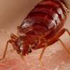 Bed Bug Exterminators Ruaraka ,Starehe Ngara Lavington thumb 14
