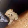 maltese fluffy puppies thumb 2
