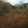 3,000 Acres Is Available For Lease In Kambu Makueni County thumb 0