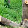 TREE Felling and tree removal Eldoret,Iten,Kabarnet thumb 7