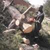TREE Felling and tree removal Eldoret,Iten,Kabarnet thumb 0