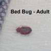 BEST Bed-Bugs Control & Fumigation Services in Ruaka 2023 thumb 2