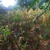 50by100 plot for sale in ruaka thumb 4