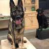 Dog Behaviour Training In Nairobi- Dog Obedience Training thumb 1