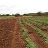 100 Acres For Lease in Mbeere South Kirinyaga thumb 0
