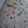 Top 10 Bed bug removal in Nairobi-Guaranteed eradication! thumb 10