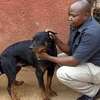 Puppy & Dog Training Services - Best dog training in Kenya. Certified and Professional Dog Trainers help you train your puppy, young dog, and adult dog. thumb 4