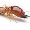 Borer and Termite Control Services Services.Request a quote thumb 8