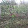 Lovely One Eighth Plot in Ngong thumb 2