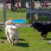 Home Dog Training-Dog Obedience & Behavior Training thumb 4