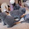 Blue British shorthair kittens thumb 1