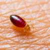 Bed bugs control services in Amboseli/Kilimani/Woodley thumb 11