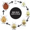 Bed Bugs Pest Control Services in Kiserian,Thindigua,Kiambu thumb 1
