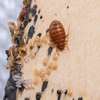 Nairobi - Bed Bugs Extermination and Removal in Nairobi thumb 2