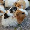 Guinea Pig thumb 0