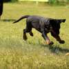 Private Dog Training Classes In Tigoni,Runda,Redhill,Limuru thumb 4