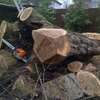 Tree Felling & Removal Professionals.Lowest Price Guarantee. thumb 1