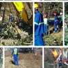 Cheap Tree Cutting Services Nairobi and Surrounding. thumb 4