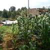 1/4-Acre Plot For Sale in Wangige thumb 5