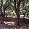 1 Acre Piece Of Land In Casuarina Road Malindi For Sale thumb 1