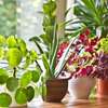 Office plant service and maintenance/ Landscaping & Gardening Services thumb 8
