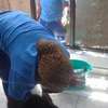 CLEANING SERVICES,FUMIGATION & PEST CONTROL KINOO thumb 13
